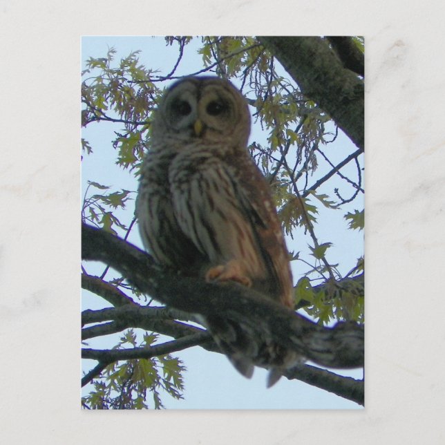 Postal Lechuza prohibida (Lechuza Hoot) (Anverso)