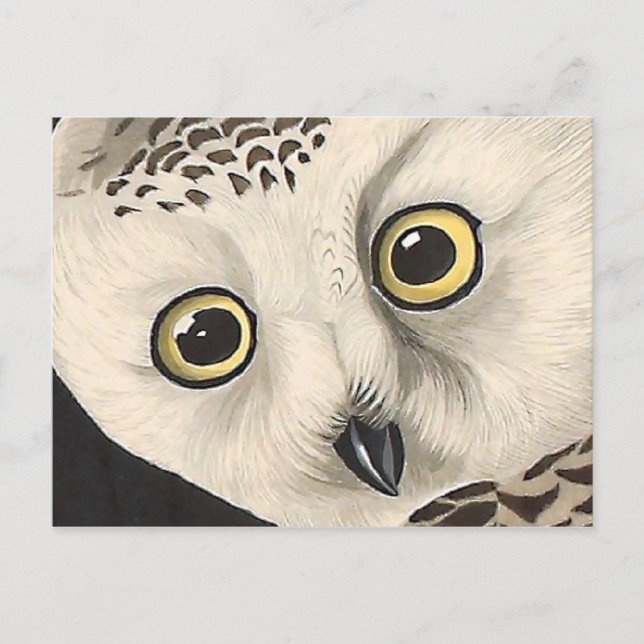 Postal Lechuza Snowy - Aves finas y antiguas de Audubon,  (Anverso)