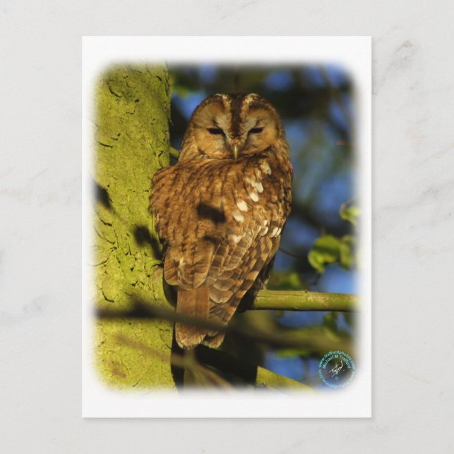 Postal Lechuza Tawny 8T014D-17 (Anverso)