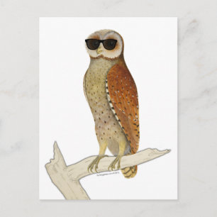 Postal Lechuza Vintage Con Gafas De Sol