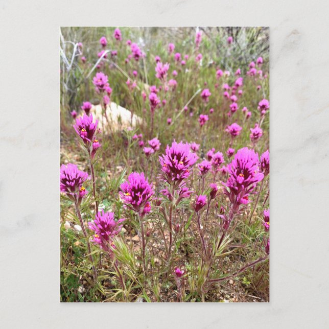 Postal Lechuzas rosadas Clover Wildflowers (Anverso)