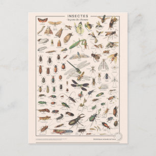 Postal Leçons de choses les insectes