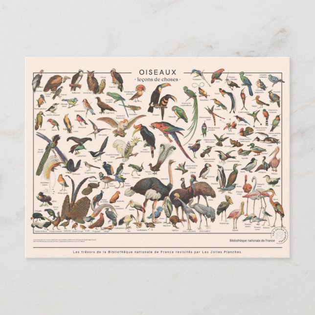 Postal Leçons de choses les oiseaux (Anverso)