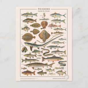 Postal Leçons de choses les poissons