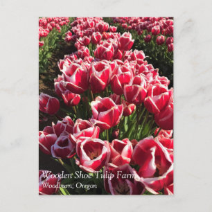 Postal Leen Van Der Mark Tulips, Oregón