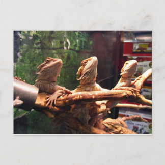 Postal Leezard Trio