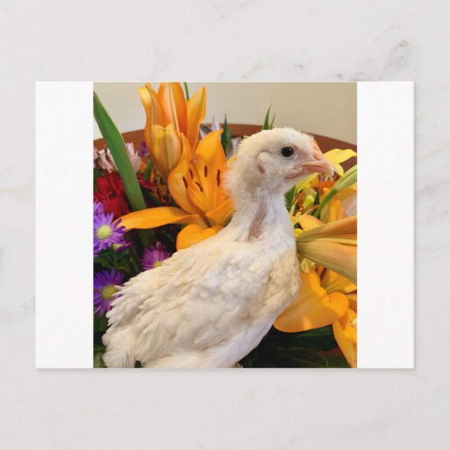 Postal legbar blanco helado (Anverso)