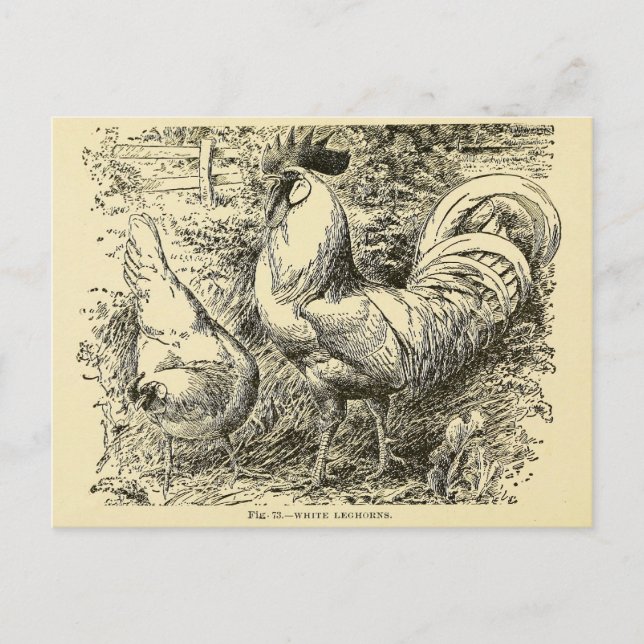 Postal Leghorn blanca (Anverso)