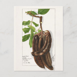 Postal Legume (Ceratonia Siliqua L.) Pintura de frutas