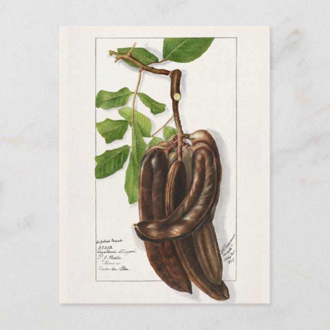 Postal Legume (Ceratonia Siliqua L.) Pintura de frutas (Anverso)