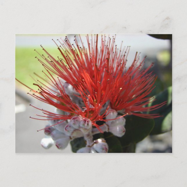 Postal Lehua (Anverso)