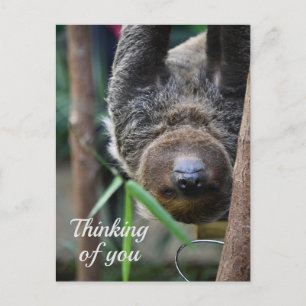 Postal Lema colgando del zoológico de Edimburgo pensando