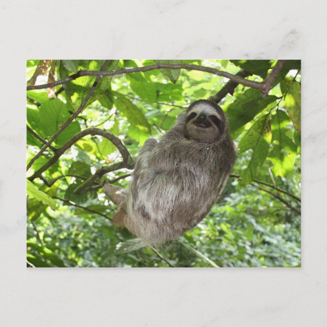 Postal Lema relajado en la naturaleza (Anverso)