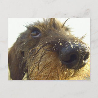 Postal Lemme piensa en eso... lindo Dachshund