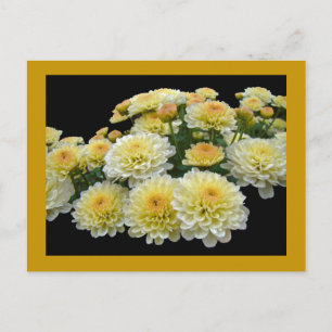 Postal Lemon Meringue Chrysanthemums