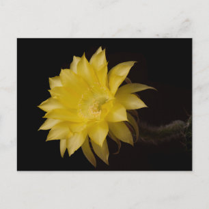 Postal Lemon Pie Cactus Flower Delight