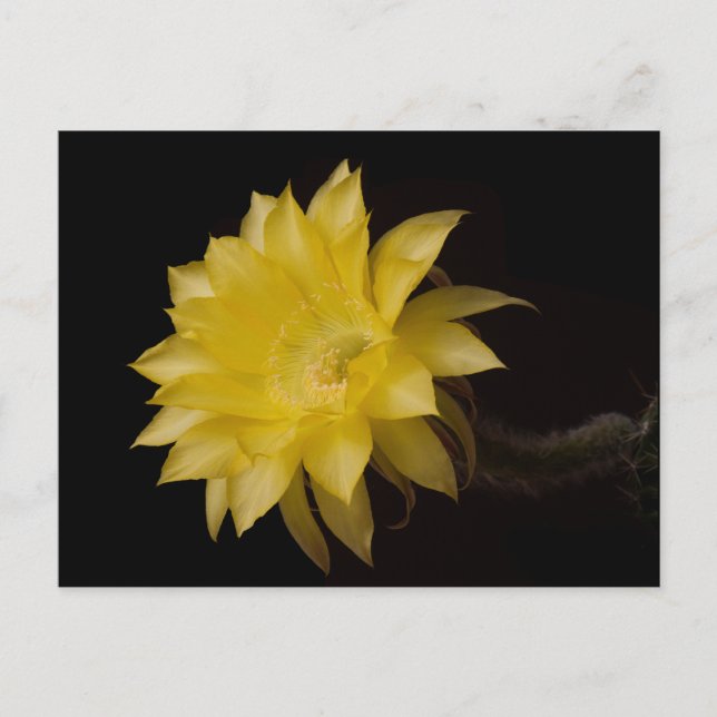 Postal Lemon Pie Cactus Flower Delight (Anverso)