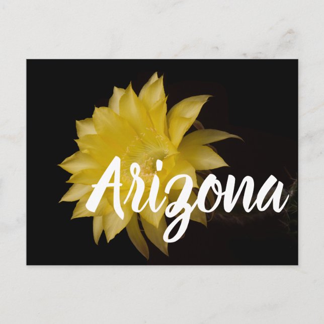 Postal Lemon Pie Cactus Flower Delight, Arizona (Anverso)