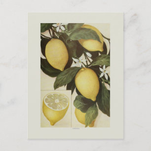 Postal Lemones