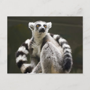 Postal Lemur