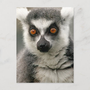 Postal Lemur
