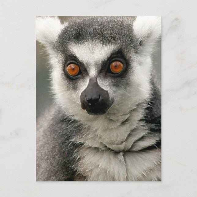Postal Lemur (Anverso)