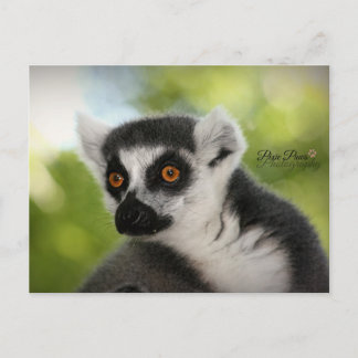 Postal Lemur