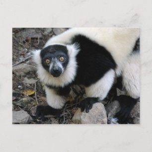 Postal lemur4x6