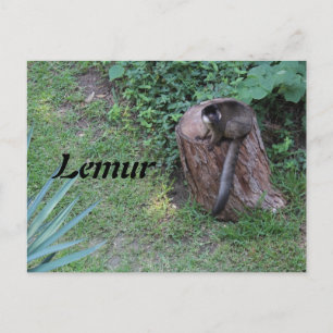 Postal Lemur # 1