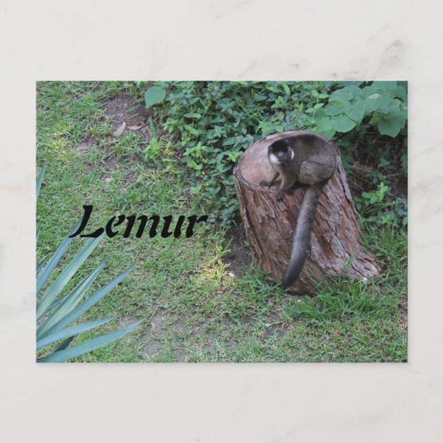 Postal Lemur # 1 (Anverso)
