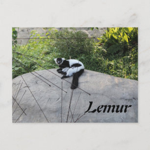 Postal Lemur 2