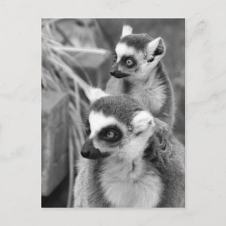 Postal lemur Anillo-atado con el bebé blanco y negro
