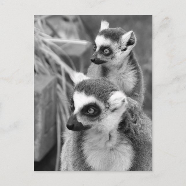 Postal lemur Anillo-atado con el bebé blanco y negro (Anverso)