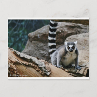 Postal Lemur con cola de RIng