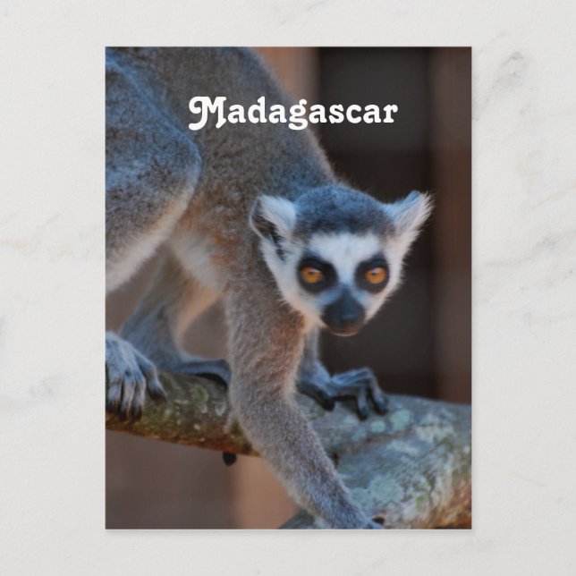 Postal Lemur de Madagascar (Anverso)