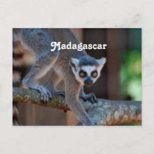 Postal Lemur de Madagascar