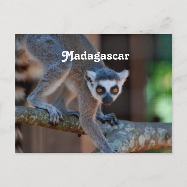 Postal Lemur de Madagascar (Anverso)