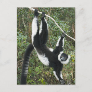 Postal Lemur espumoso negro y blanco (Varecia)