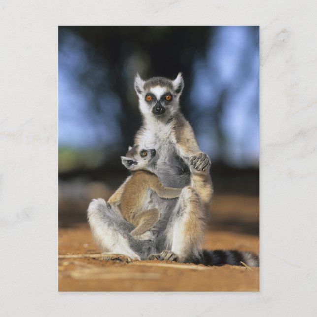 Postal Lemur, (Lemur catta), madre y (Anverso)