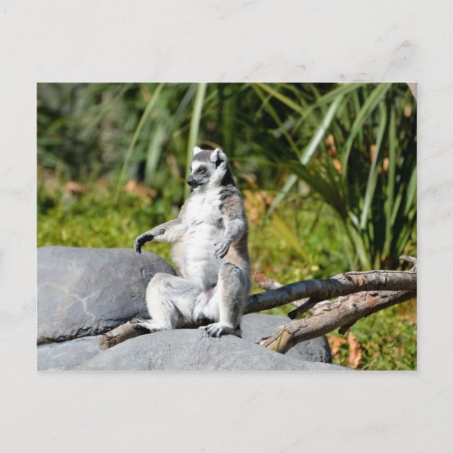 Postal Lemur Monkey (Anverso)