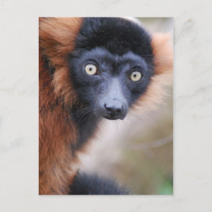 Postal Lemur Ruffed Rojo