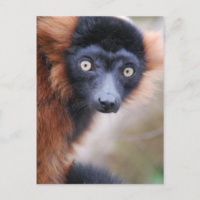 Postal Lemur Ruffed Rojo (Anverso)