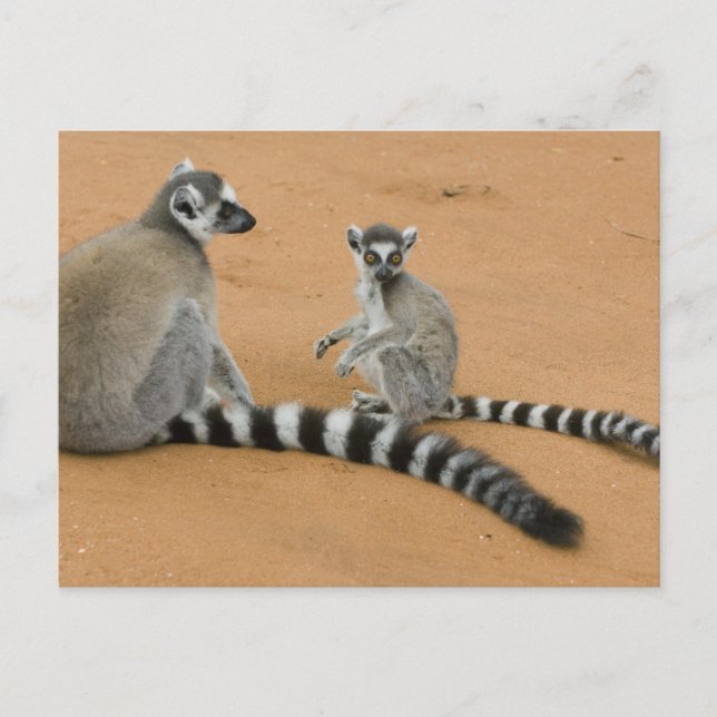 Postal Lémures de cola anillada, (Lemur catta), Berenty (Anverso)