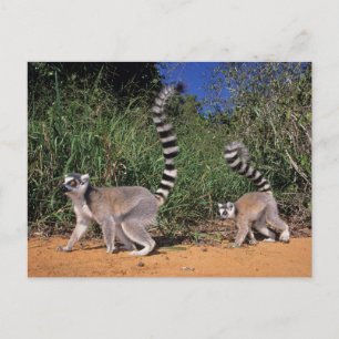 Postal Lémures de cola anillada (Lemur Catta), Berenty