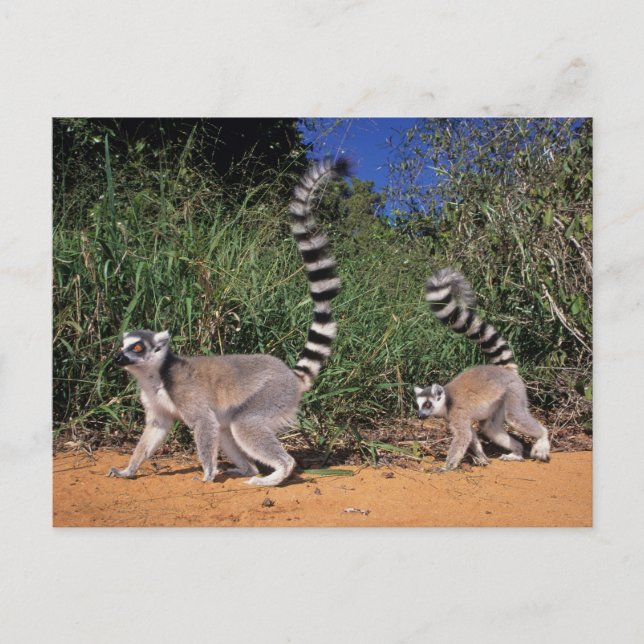 Postal Lémures de cola anillada (Lemur Catta), Berenty (Anverso)