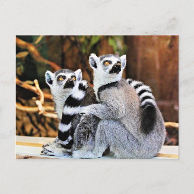 Postal Lemurs adorables (Anverso)