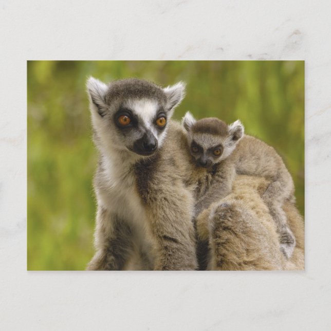 Postal lemurs Anillo-atados (catta) del Lemur madre y (Anverso)