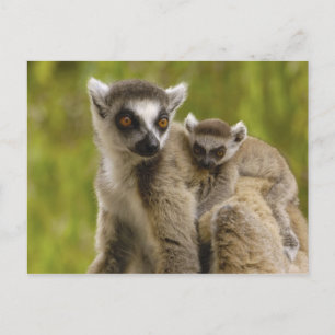 Postal lemurs Anillo-atados (catta) del Lemur madre y