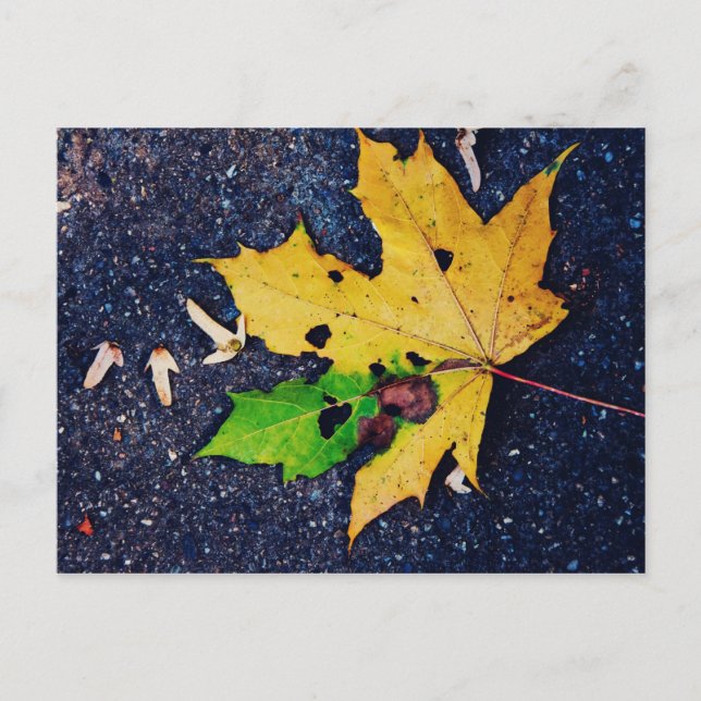 Postal Leña amarilla (Anverso)