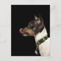 Lengua de negro y blanco Rat Terrier